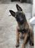 Belgian malinois puppies for sale UK - May 2020