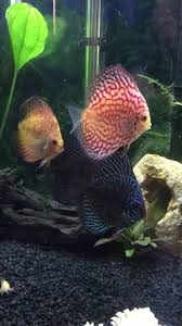 Discus Tank Video In 2020 Fresh Water Fish Tank Fish Tank Tropical Freshwater Fish