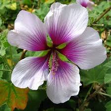 Lavatera Maritima Seeds Lavatera Bicolor Plant World Seeds Flower Seeds Growing Shrubs Fast Growing Shrubs