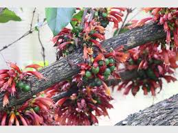 Image result for Halleria elliptica