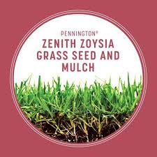 Zoysia grass, when it reaches maturity and be extremely thick. Reviews For Pennington 5 Lb Zenith Zoysia Grass Seed And Mulch 100532366 The Home Depot
