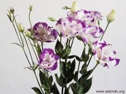 White Purple Lisianthus Flower Centerpieces Lisianthus Floral Wedding