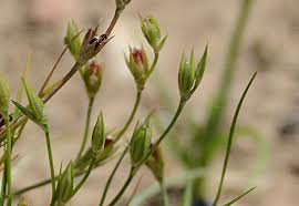 Image result for Juncus bufonius
