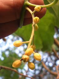 Image result for Tiliacora funifera