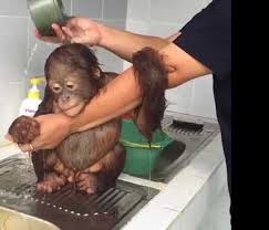 Washing station whether you bathe baby in a sink lined with a soft surface or a plastic tub with a sling placed in the real bath, your setup should be steady and there shouldn't be anything hard or sharp for baby to accidentally knock against. A Baby Orangutan Calmly Grips His Caretaker S Arm While She Gives Him A Warm Bath In The Sink