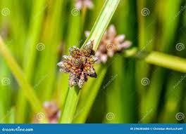Image result for Schoenoplectiella mucronata