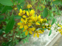 Image result for Tristellateia africana