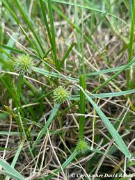 Image result for Kyllinga squamulata