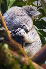 16 Bebes Animaux Qui Vont Vous Donner Envie De Les Caresser Jgalere Com Bebe Animaux Trop Mignon Bebes Animaux Animaux Mignons