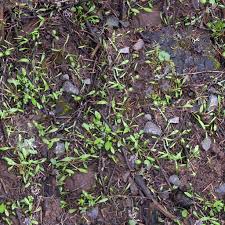 Maybe you would like to learn more about one of these? Forest Ground Textures By Don Whitaker