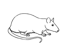 How To Draw A Rat Step By Step – Easy Animals 2 Draw