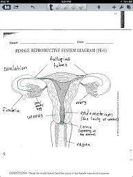 The uterus (womb) is the site of implantation of a fertilized ovum, growth and development of the fetus during pregnancy and labor.during reproductive cycles when implantation does not occur, the uterus is the source of menstrual flow. Female Reproductive System Female Internal View