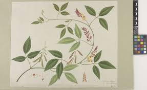 Image result for Vigna reticulata