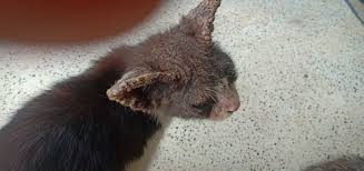 Pelajari tentang gejala umum, pengobatan, dan pencegahan kadas/kurap. Panduan Merawat Kucing Kurap Scabies Psherbs Panduan