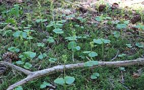 Image result for Nesaea cordata