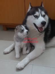 Labrador puppies for adoption in pune. Siberian Husky Puppies For Sale In Pune Husky Puppies For Sale Siberian Husky Puppies Husky Puppy