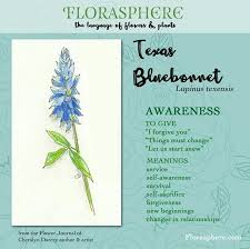 Texas Bluebonnet Plant Meanings Flowers Magick