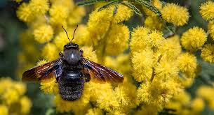 Read on to learn more about their individual bumblebees and carpenter bees have more in common than you might think. Springtime Portugal Resident
