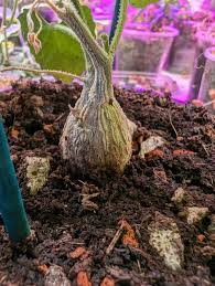 Image result for Corallocarpus bainesii