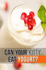If you want to make your own unique kitty concoction, then you might decide to add some strawberries to your can cats eat chocolate ice cream? Felineliving Net Foods Cats Can Eat Cat Nutrition Dog Food Recipes