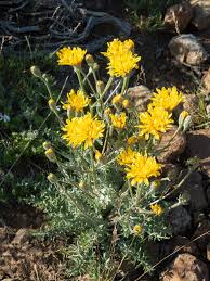 Image result for Crepis newii