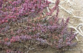 Image result for Suaeda vermiculata