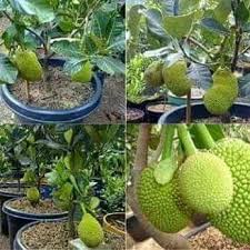 Tetapi juga punya manfaat yang baik bagi manusia. Tanam Dalam Pasu Jer Dah Lm Pak Abang Sado Ezigrow Facebook