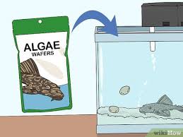We did not find results for: 3 Ways To Feed A Pleco Wikihow