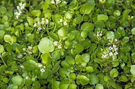 (loboda), centaureacyanus (albastrita), chenopodium spp(spanac salbatic), cirsium arvense , rumex acetosa (macris), sinapis arvensis (mustar salbatic), stellaria media (rocoina). Plante SÄƒlbatice Ierburi Ca Remedii Pentru Vindecarea AcasÄƒ Naturopathy MedicinÄƒ AlternativÄƒ È™i Metode De Tratare A Bolilor