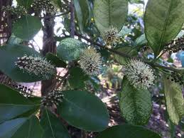 Image result for Combretum kraussii
