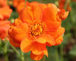Fruit farm firm apologises for cutting down bluebell 'paradise' because workers did not know what the beautiful flowers were. Geum Princess Juliana Uk Source Crocus Co Uk Flowers Plants Bloom Where You Are Planted