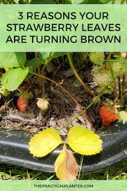 Hot air, especially sudden rises in temperature, can leach all the moisture out of your plants and cause blackened leaves. 3 Reasons Your Strawberry Leaves Are Turning Brown And How To Fix It Strawberry Leaves Strawberry Plants Strawberry Garden
