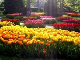 Although botanists organize tulips by genus, species and cultivar, the bulb catalogs that arrive in your mailbox every summer describe tulips according to 15 groups, defined by shape, heritage and flowering time.several groups include tulips that have been in commercial production since the beginning of the 18th century. Species Tulips The Flowers Of Disease