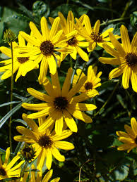 Image result for Helianthus angustifolius