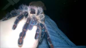 We did not find results for: Avicularia Diversipes Handling Youtube