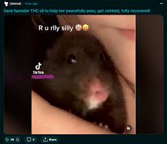 Why is this allowed on Reddit? : rhamsters