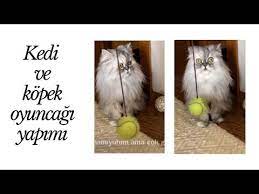 evde kedi oyuncagi yapimi kendin yap diy youtube kedi evcil hayvanlar kopek