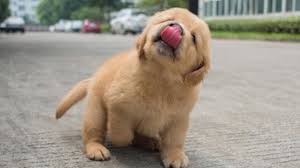 For more information and pictures please only text us at: Best Of Cute Golden Retriever Puppies Compilation 1 Funny Dogs Video 2018 Youtube