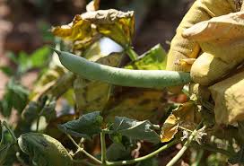 インゲンの葉が枯れる原因とは その対策について 野菜大図鑑