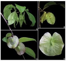 Image result for Triaspis hypericoides