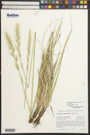 Image result for Acrachne