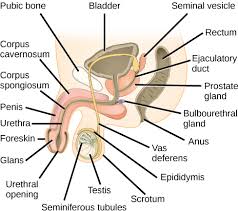 Male organ for sexual intercourse. Animal Reproductive Structures And Functions Organismal Biology
