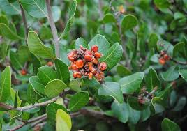 Image result for Rinorea ilicifolia
