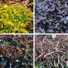 Prized for its brightly colored foliage, alternanthera dentata (joseph's coat) is a tender evergreen perennial, often grown as an annual, boasting rich purple to burgundy leaves. Alternanthera Parrot Leaf Calico Plant Alternanthera Species My Garden Life