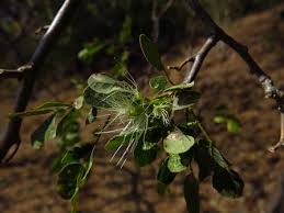 Image result for Albizia anthelmintica