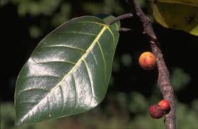 Image result for Ficus trichopoda