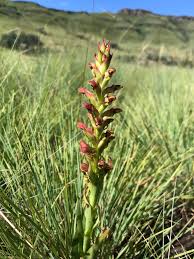 Image result for Disa brevicornis