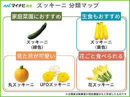 ズッキーニ 品種 一覧