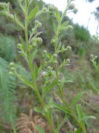 Image result for Laggera