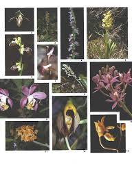Image result for Ypsilopus liae